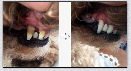 A pet dental care product designed to repair and prevent dental disease in pets, featuring a plant-based formula and a soft-bristle brush.