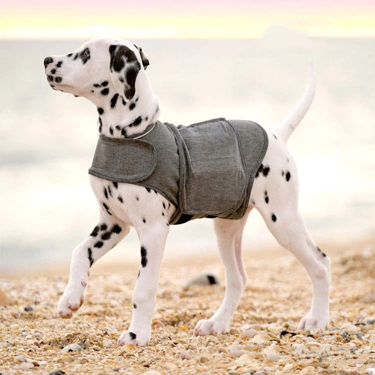 Dog wearing a stylish heather gray anxiety jacket for warmth and comfort