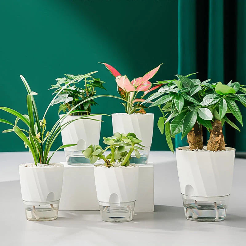 Elegant transparent self-watering planter with flowering plant and water level visible
