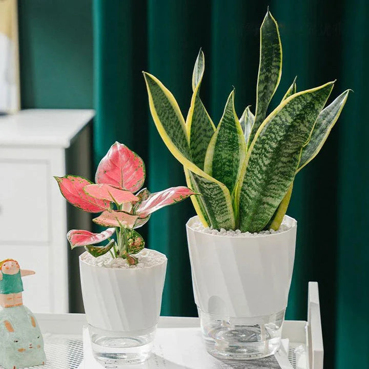 Elegant transparent self-watering planter with flowering plant and water level visible