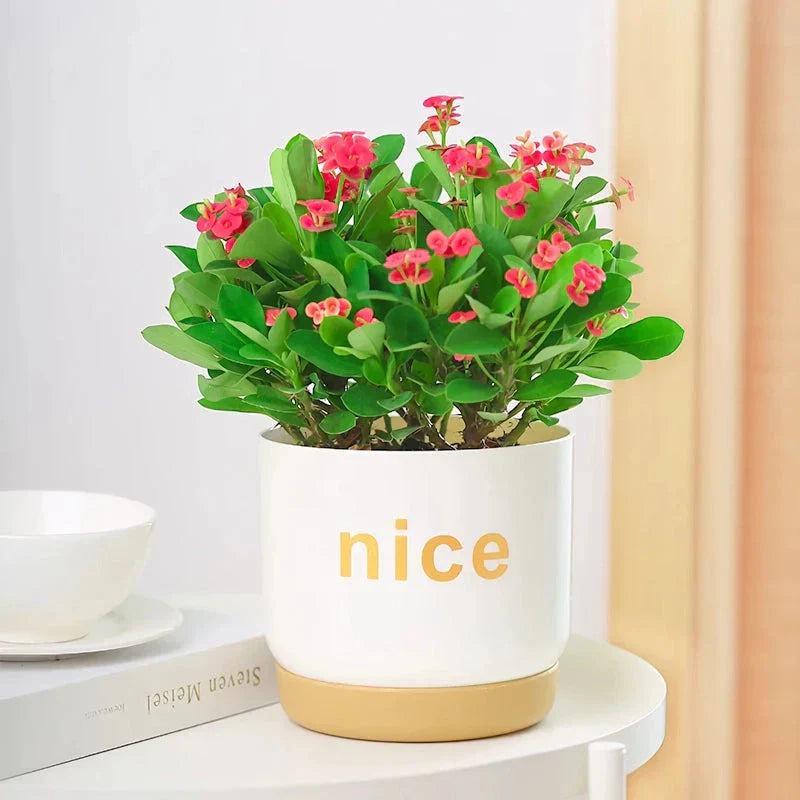 Elegant self-watering planters in various sizes, perfect for indoor plants and home or office decor