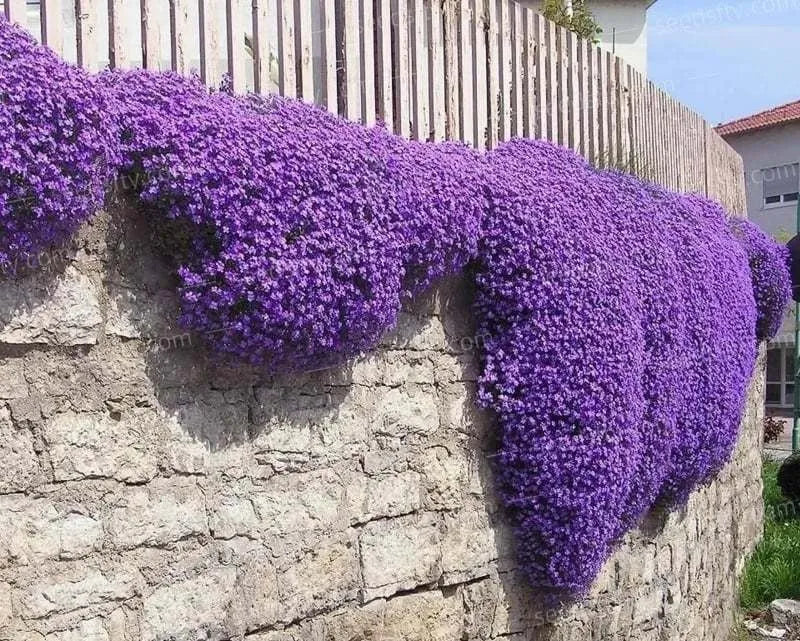 Packet of 500 thyme seeds for cooking and gardening with blue, purple and white variety options
