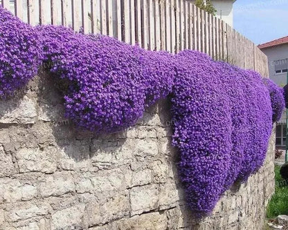 Packet of 500 thyme seeds for cooking and gardening with blue, purple and white variety options