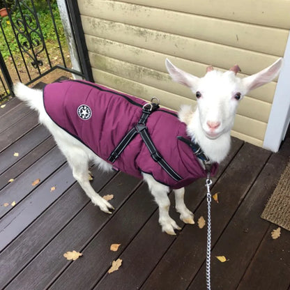 Red waterproof dog coat with built-in harness on a large dog, showing warm lining and sizing for winter.