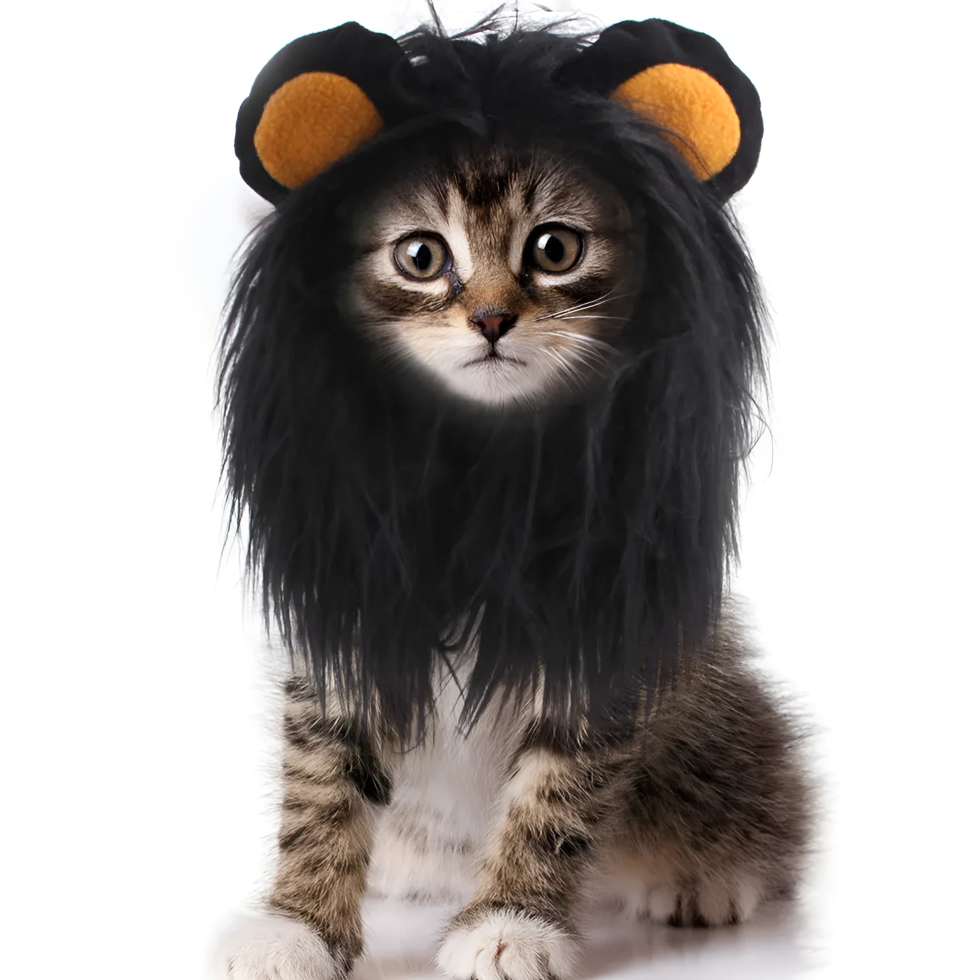 Black cat wearing lion headgear wig with adjustable elastic strap around head