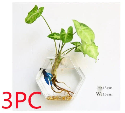 Wall-mounted glass flower vase and terrarium with various design options for customization and decoration