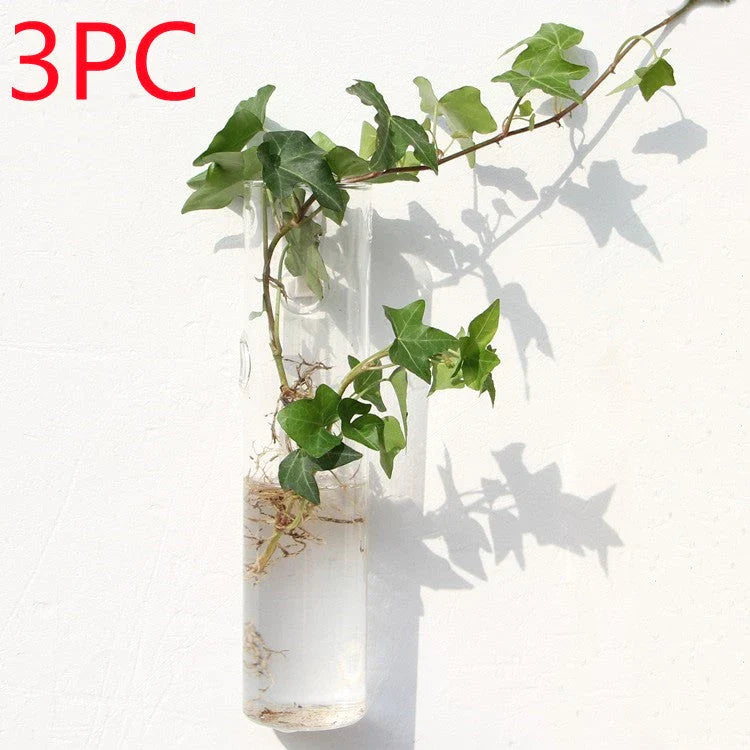 Wall-mounted glass flower vase and terrarium with various design options for customization and decoration