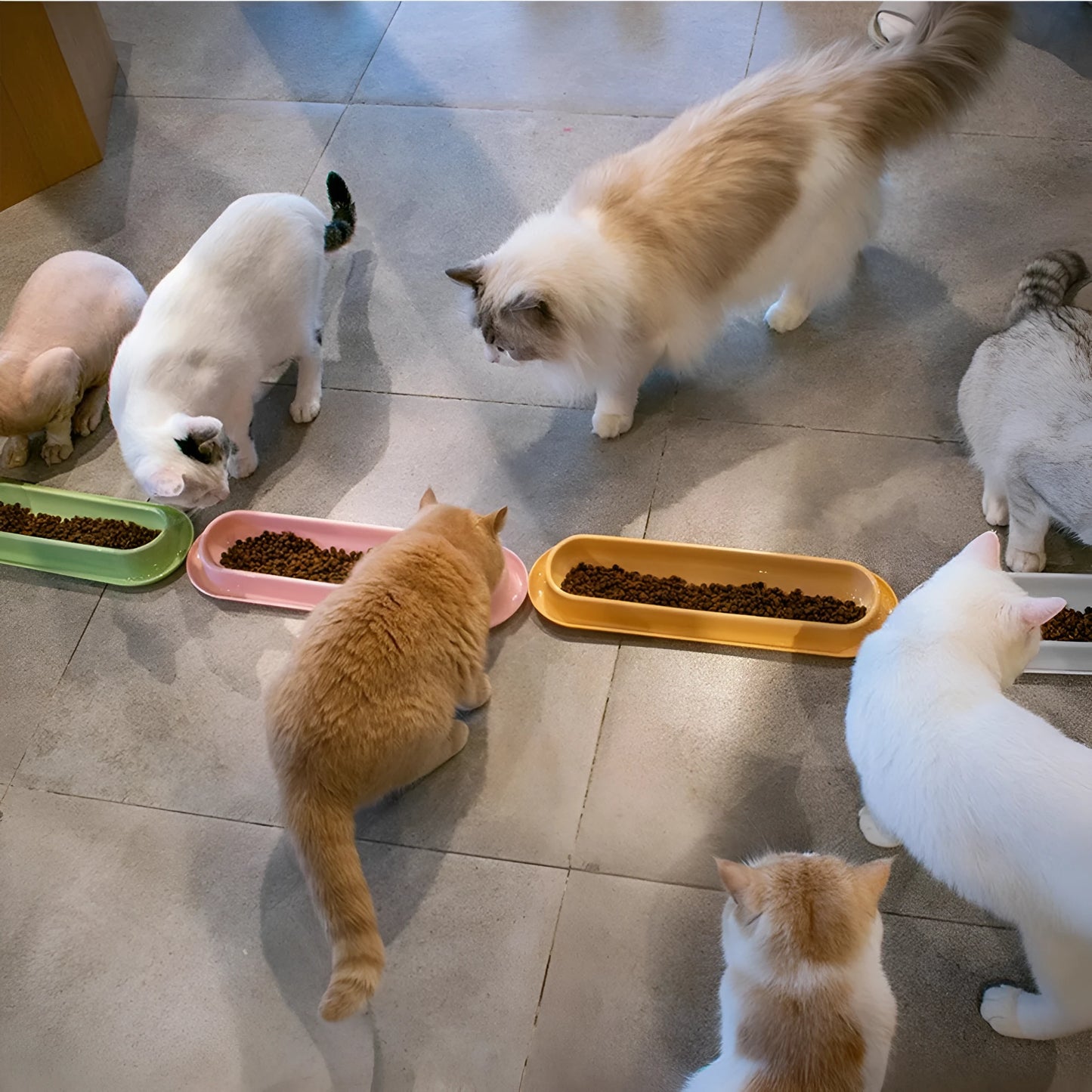 Leakproof pet food and water bowls in green, pink, and yellow colours for dogs and cats