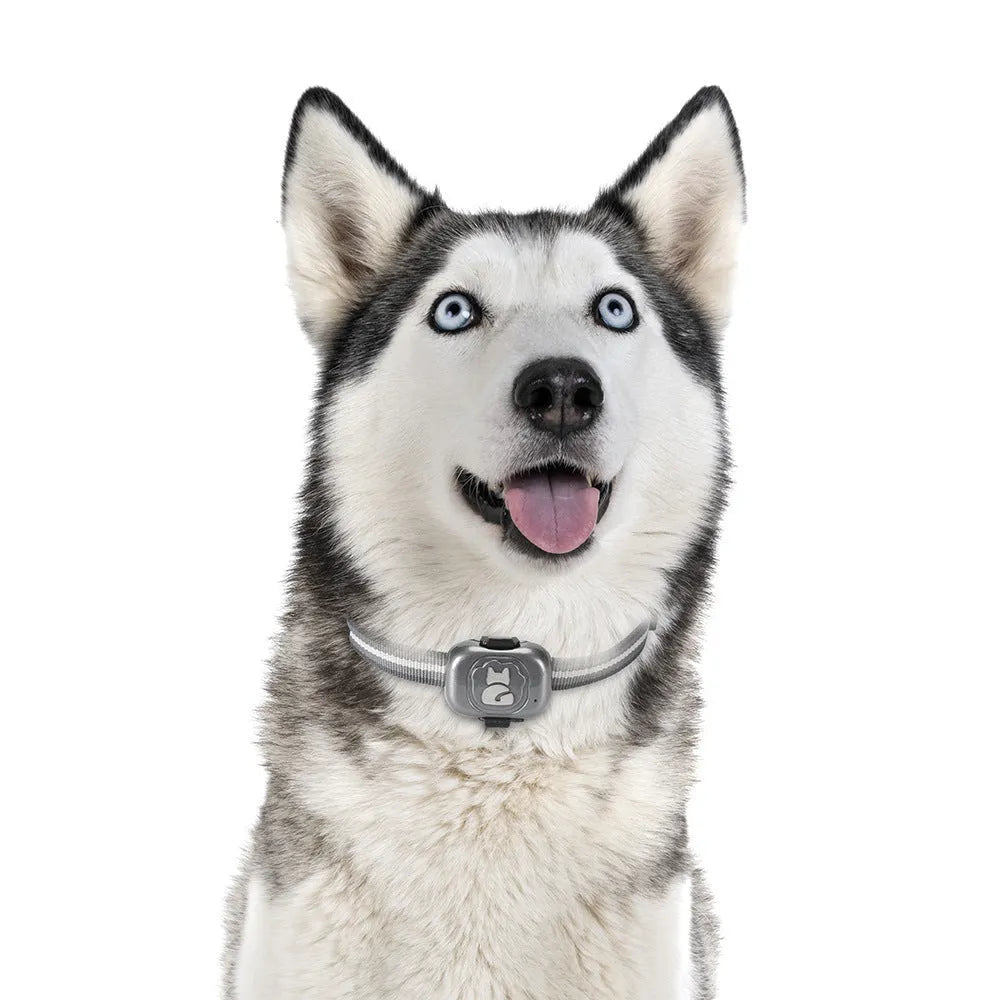 Black pet GPS tracker with hanging rope attachment and data cable