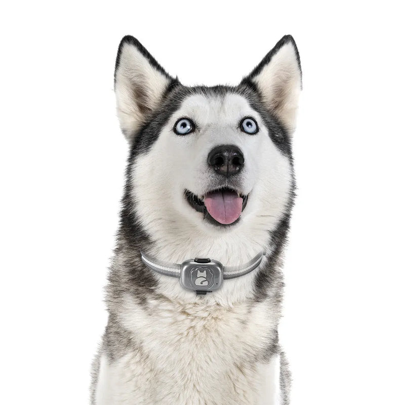 Pet GPS tracker locator anti loss device with GSM WIFI GPS triple antenna and IP67 waterproof rating for dogs cats featuring vibration fence alarms Baidu Google maps support and 100 hour battery life
