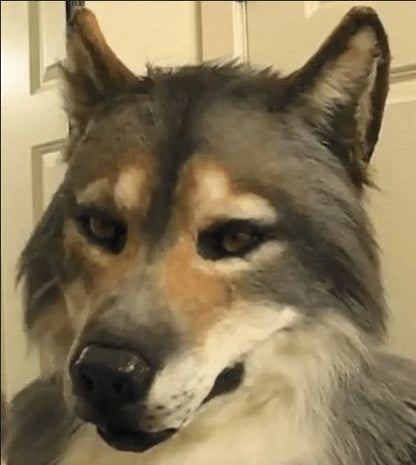 Realistic werewolf costume mask with 360-degree rotation feature for Halloween and cosplay