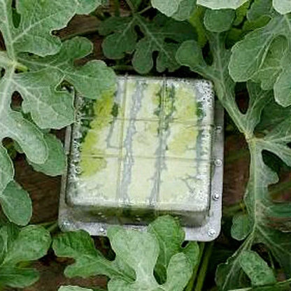Transparent square plastic watermelon growth mould measuring 13cm for shaping fruits