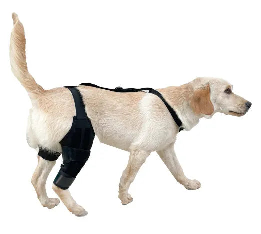 Adjustable neoprene dog hind leg support brace for hip dysplasia and arthritis.