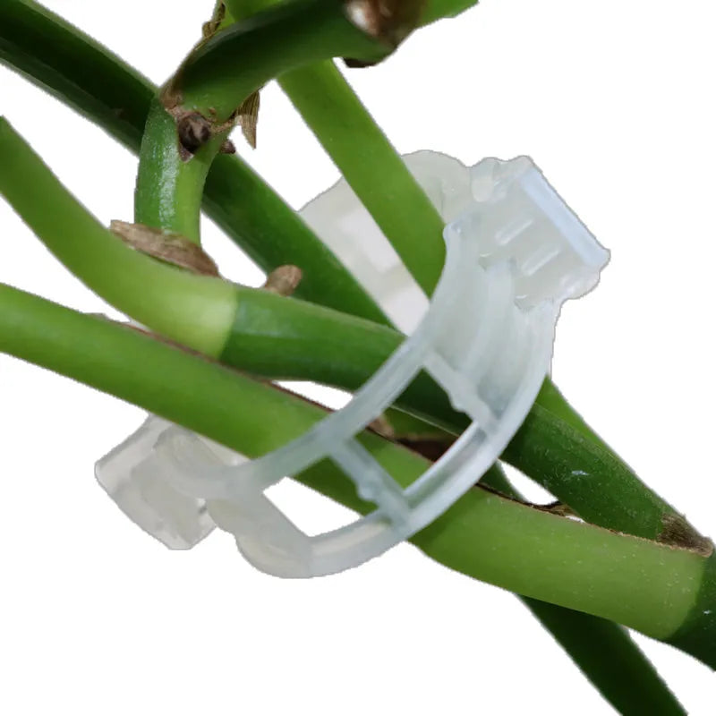 Set of 50 plastic plant grafting clips for tomato flower and garden twig support
