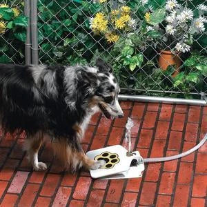 Automatic Dog Water Fountain with paw-activated water dispenser in a backyard setting