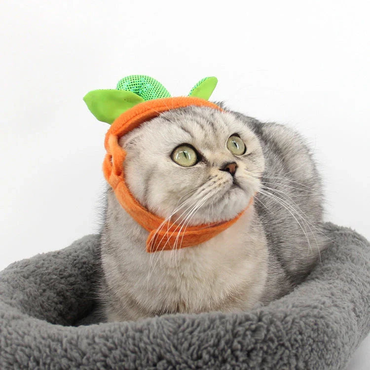 Pumpkin-themed Halloween costume for cats, featuring a plush hat and dress with vibrant patterns and leaf accents