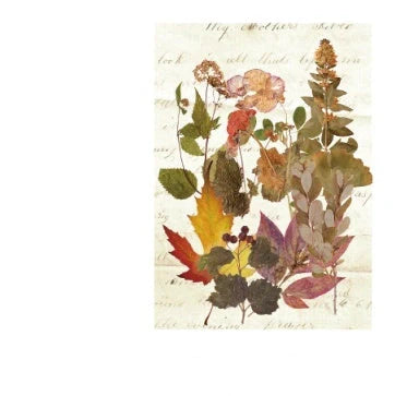 Herbarium Series DIY Plant Stickers pack featuring vibrant plant designs for creative projects