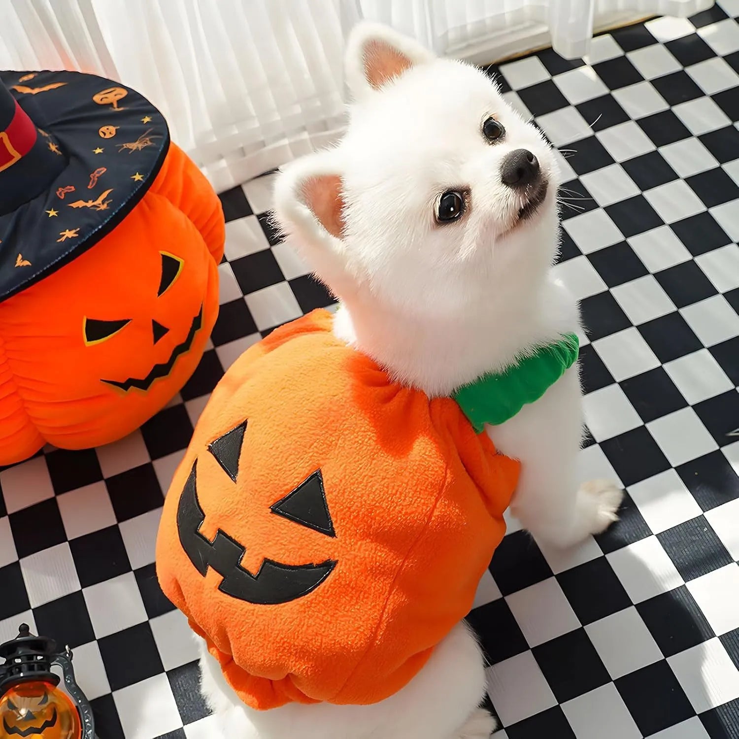 Orange plush pumpkin costume on small dog with pullover design and soft lining