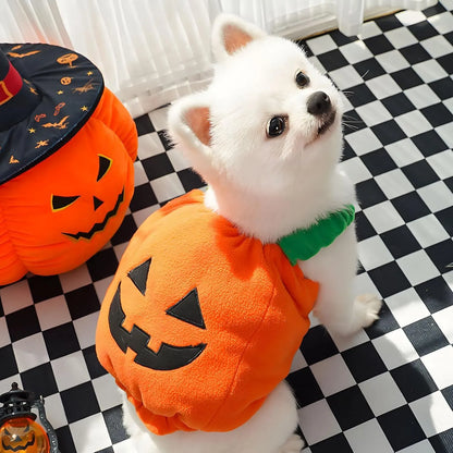 Orange plush pumpkin costume on small dog with pullover design and soft lining