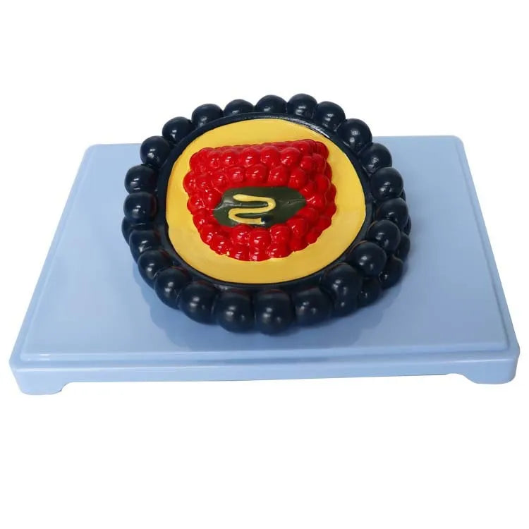 Virus model biological model direct from factory, PVC construction 20*15*7 cm scale educational display piece, ISO certified quality and environmental management, black colour for classroom or laboratory demonstration.