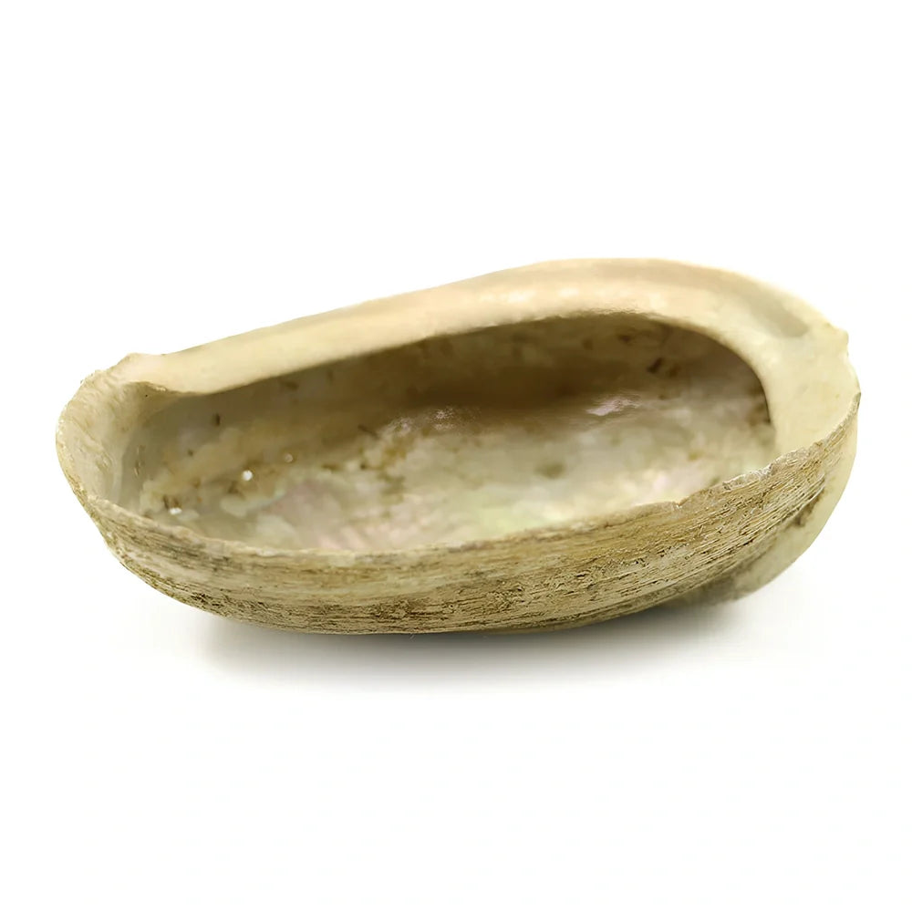 Natural white sage bundle measuring 18cm long with 3.5cm diameter for space purification