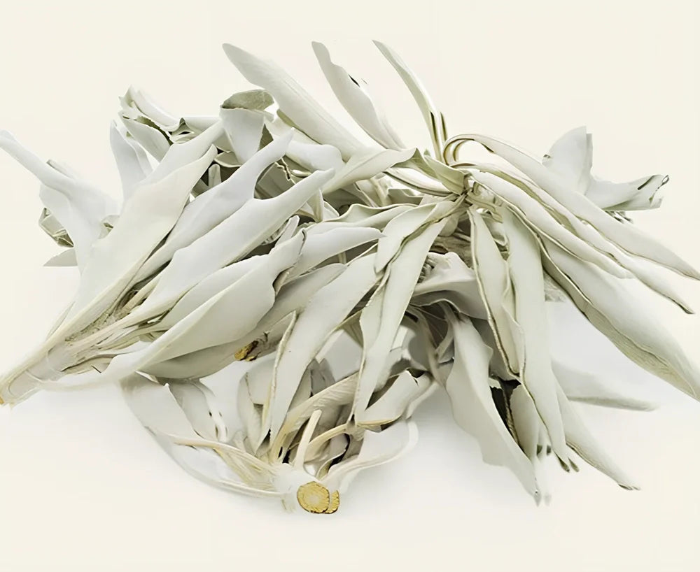 Natural white sage bundle measuring 18cm long with 3.5cm diameter for space purification