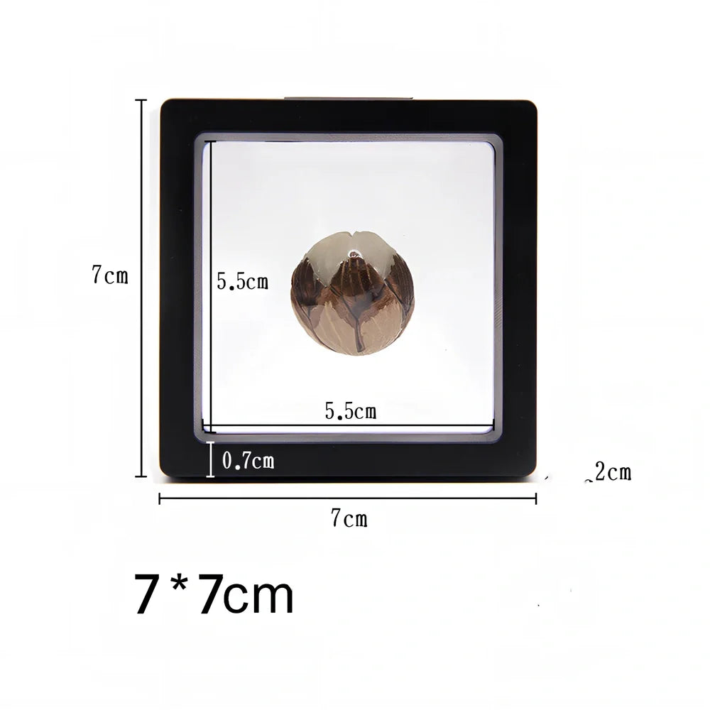 Black 11x11cm suspended 3D floating display frame holding a coin, with square base for stable collectible showcase