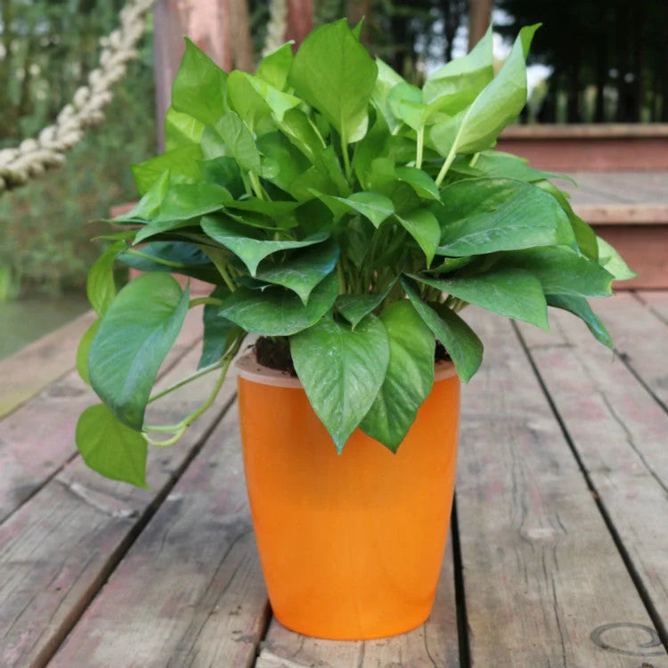 Nordic Hydroponics Self-Watering Flower Pot in various colours for fairy gardens and home decor