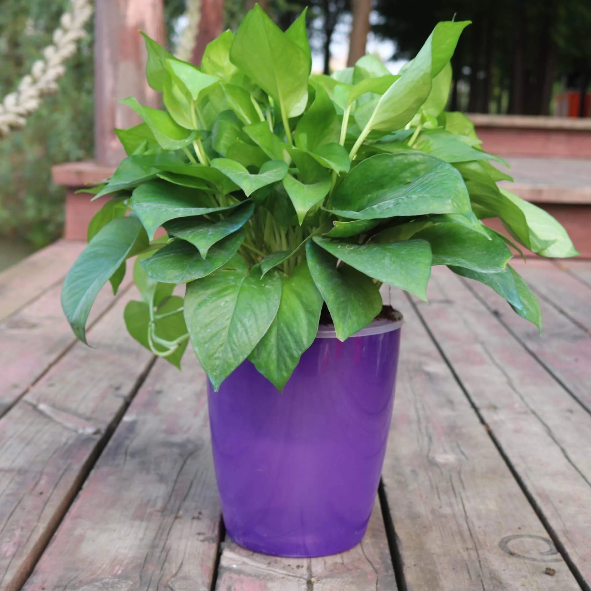 Nordic Hydroponics Self-Watering Flower Pot in various colours for fairy gardens and home decor