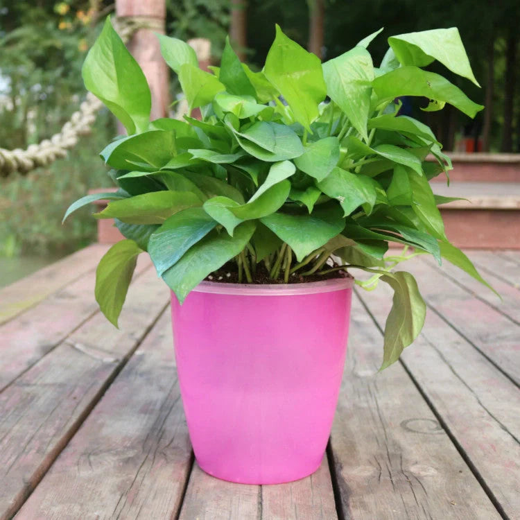 Nordic Hydroponics Self-Watering Flower Pot in various colours for fairy gardens and home decor