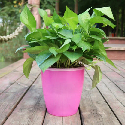 Nordic Hydroponics Self-Watering Flower Pot in various colours for fairy gardens and home decor