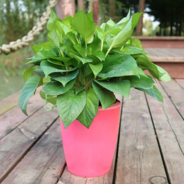Nordic Hydroponics Self-Watering Flower Pot in various colours for fairy gardens and home decor