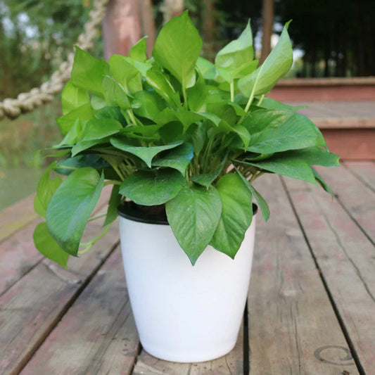 Nordic Hydroponics Self-Watering Flower Pot in various colours for fairy gardens and home decor