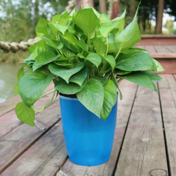 Nordic Hydroponics Self-Watering Flower Pot in various colours for fairy gardens and home decor