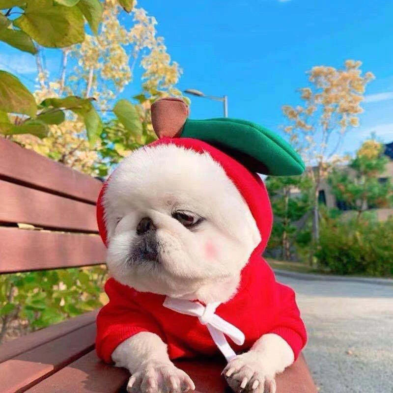 Cozy, fruit-themed dog hoodies in various sizes and styles to keep small pups warm and stylish during the winter season