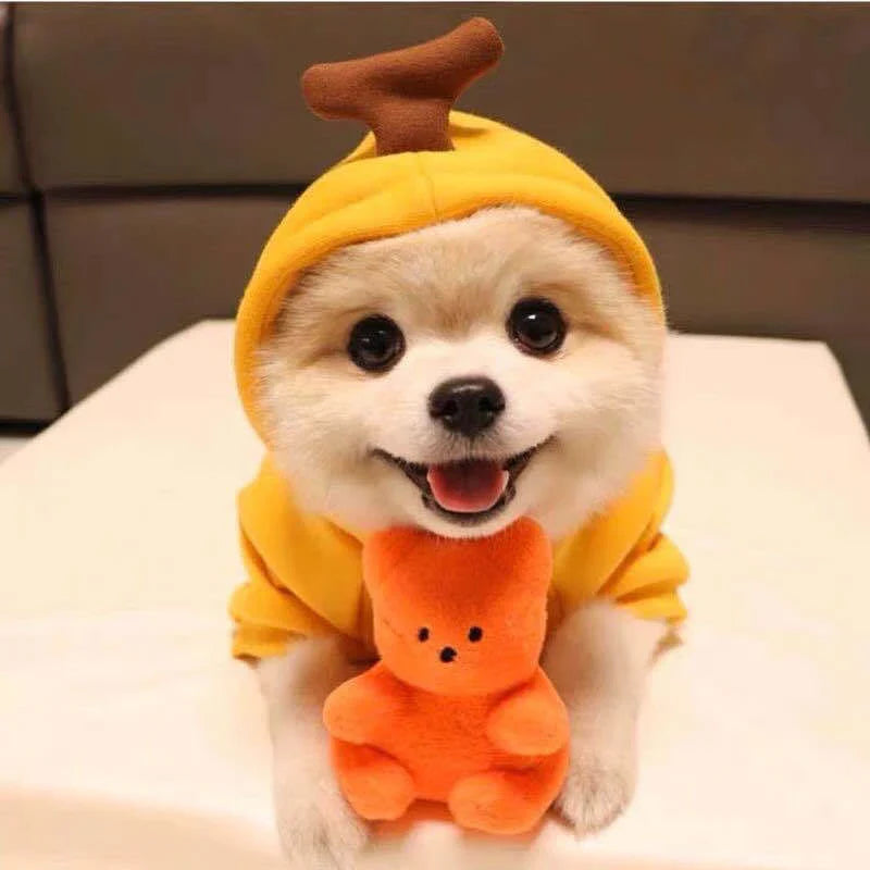 Cozy, fruit-themed dog hoodies in various sizes and styles to keep small pups warm and stylish during the winter season