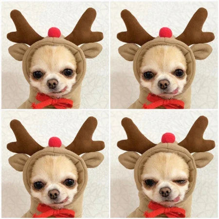 Cozy, fruit-themed dog hoodies in various sizes and styles to keep small pups warm and stylish during the winter season