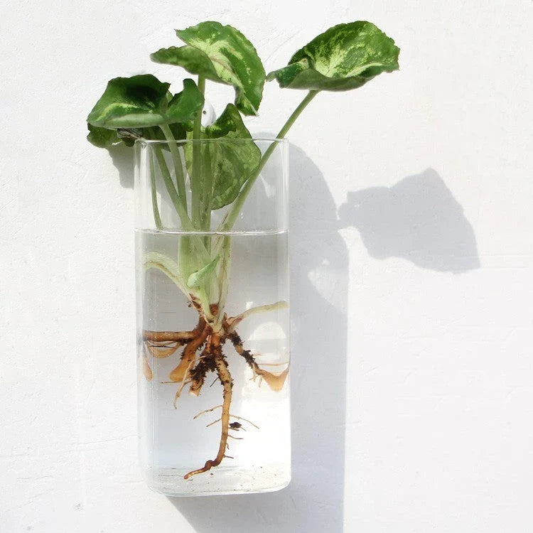 Wall-mounted glass flower vase and terrarium with various design options for customization and decoration