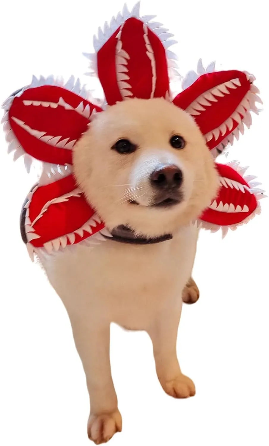 Medium-sized dog wearing a black demon hat and a colourful flower headband Halloween costume.