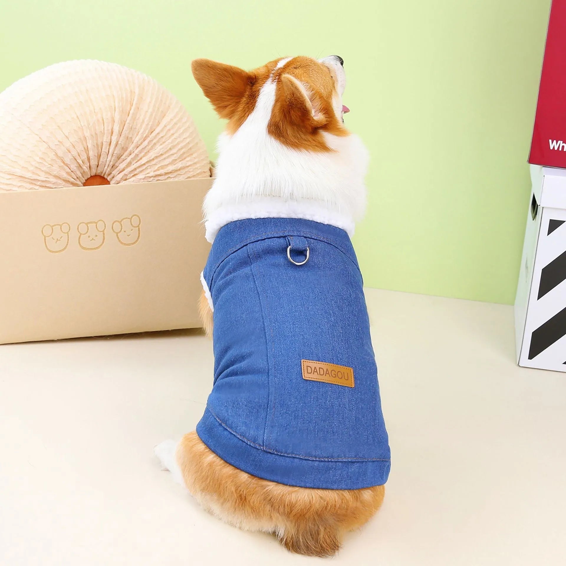 Corgi wearing dark blue denim-style cotton dog coat showing breed-specific sizing and cotton construction