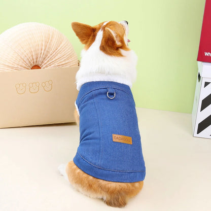 Corgi wearing dark blue denim-style cotton dog coat showing breed-specific sizing and cotton construction