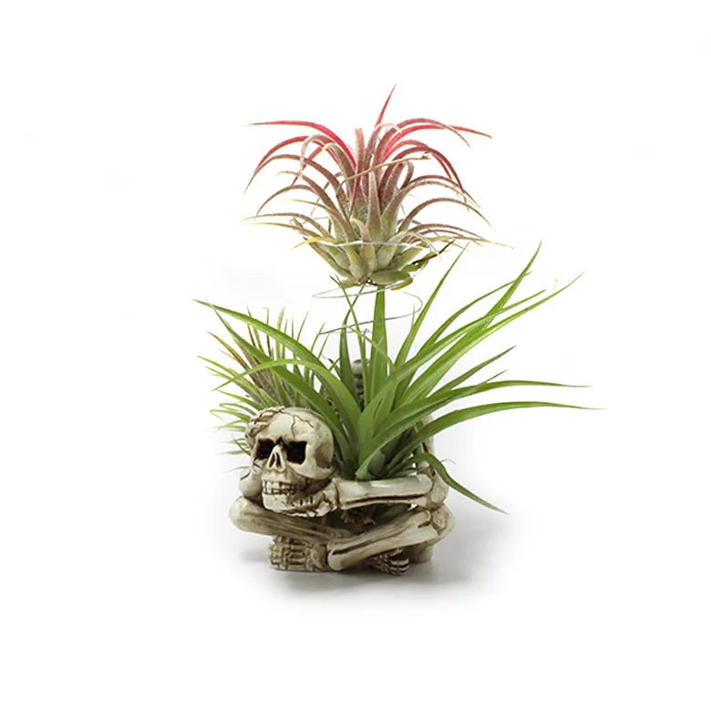 Gothic-style soilless resin bracket with skull motif for air plants, shown with integrated iron stand.