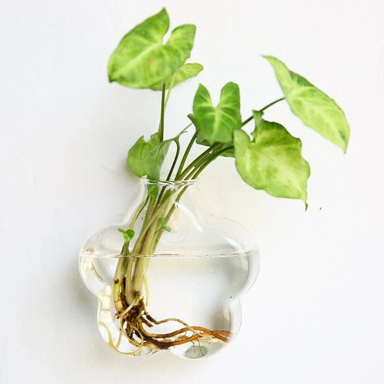 Wall-mounted glass flower vase and terrarium with various design options for customization and decoration