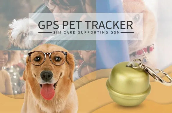 Black GPS dog collar with tracking unit attached, adjustable nylon strap, shown on a dog during a walk