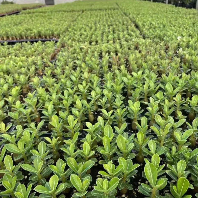 Bare root desert rose Adenium obesum seedling on a plain background
