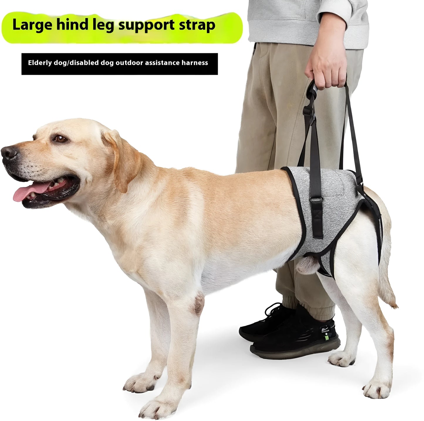 Grey neoprene recovery support belt for a dog's rear legs, showing adjustable waist and thigh straps.