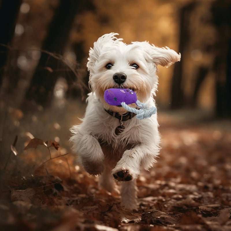 Pet toy dog sound bone plush teddy biting-resistant chew toy with corn fleece lining for boredom relief in small and medium dogs, available in blue, green, or pink colour options.