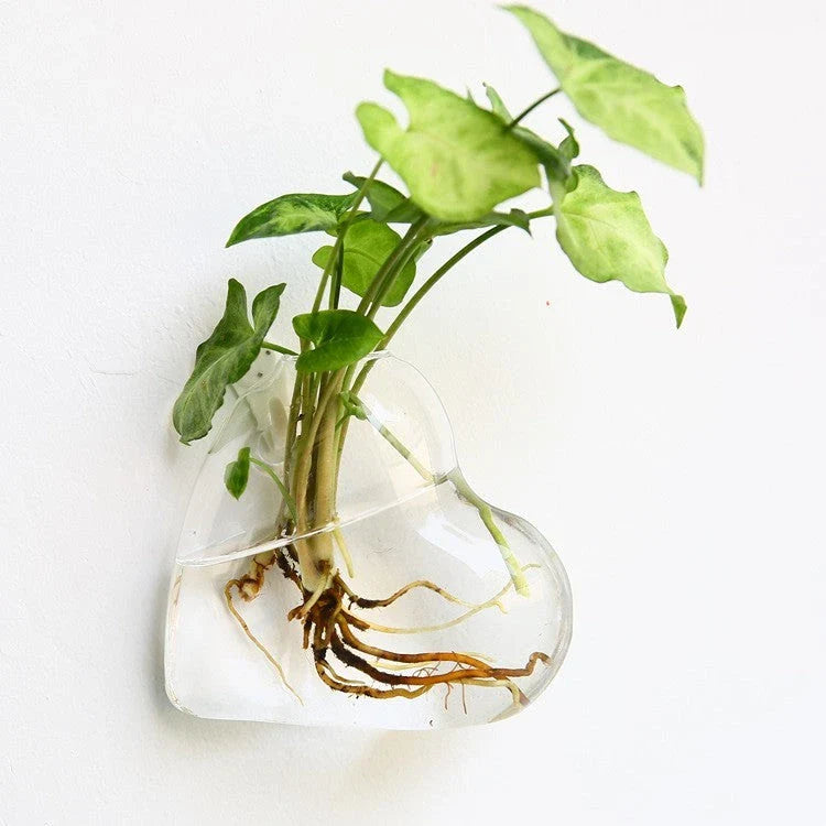 Wall-mounted glass flower vase and terrarium with various design options for customization and decoration