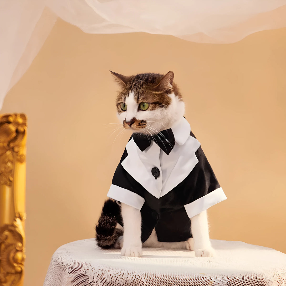 Black Chinese style four-legged dog wedding suit formal gentleman attire