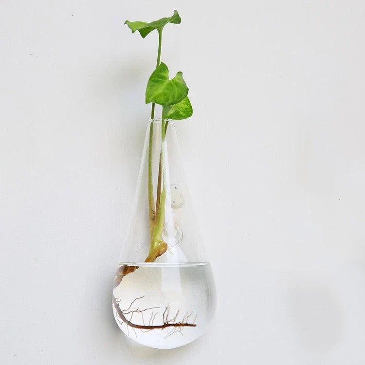 Wall-mounted glass flower vase and terrarium with various design options for customization and decoration